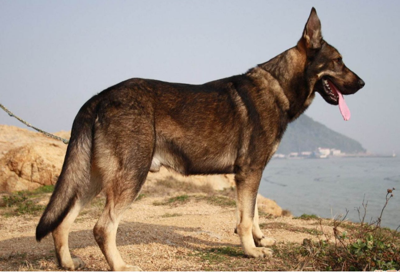 搜救犬十大品种排名（德国牧羊犬敏捷好动适合性强）(3)