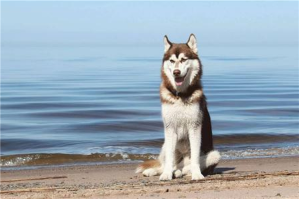 十大公认最值得养的中小型犬（西伯利亚雪橇犬）(1)