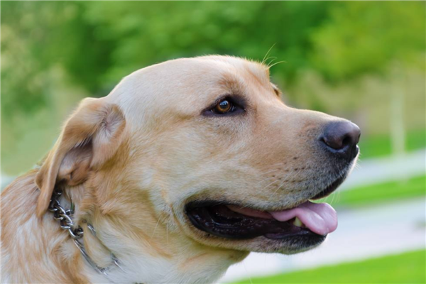十大公认最值得养的中小型犬（西伯利亚雪橇犬）(3)