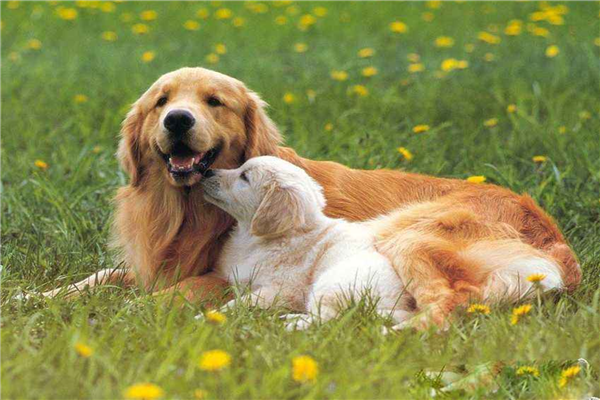 十大公认最值得养的中小型犬（西伯利亚雪橇犬）(4)