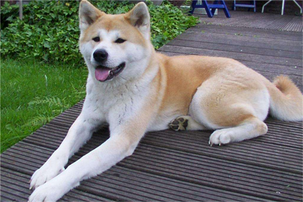 十大公认最值得养的中小型犬（西伯利亚雪橇犬）(5)