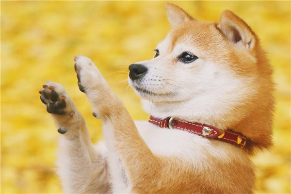 十大公认最值得养的中小型犬（西伯利亚雪橇犬）(8)