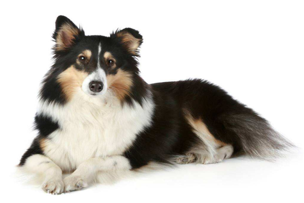 十大公认最值得养的中小型犬（西伯利亚雪橇犬）(9)