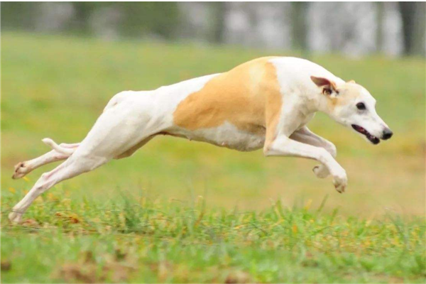 十大公认最值得养的中小型犬（西伯利亚雪橇犬）(10)