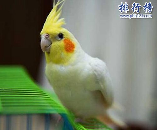 世界上最好看的鹦鹉（玄风鹦鹉脸颊的两撮红色的羽毛）(1)