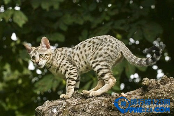 世界上最名贵的猫是什么猫（草原猫价格远远高于2万美元的水准）(1)