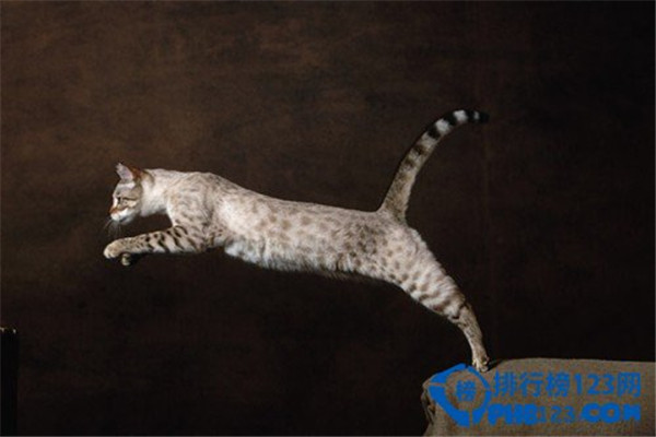 世界上最名贵的猫是什么猫（草原猫价格远远高于2万美元的水准）(4)