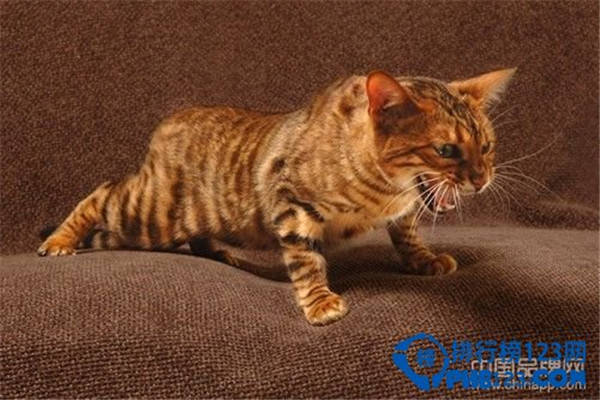 世界上最名贵的猫是什么猫（草原猫价格远远高于2万美元的水准）(5)