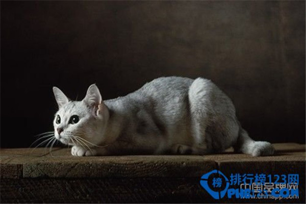 世界上最名贵的猫是什么猫（草原猫价格远远高于2万美元的水准）(6)