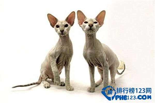 世界上最名贵的猫是什么猫（草原猫价格远远高于2万美元的水准）(8)