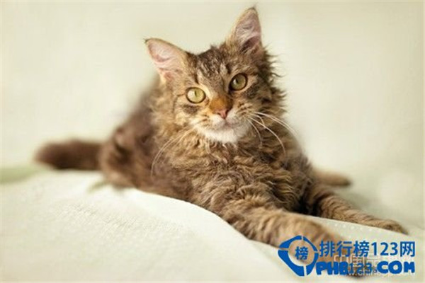 世界上最名贵的猫是什么猫（草原猫价格远远高于2万美元的水准）(9)
