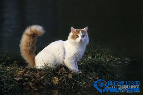 世界上最名贵的猫是什么猫（草原猫价格远远高于2万美元的水准）(10)