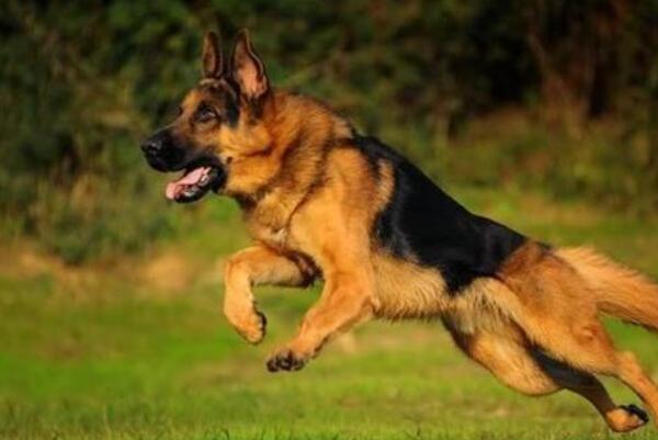 适合当警犬的10大犬种（世界上警犬最多的犬种）(1)