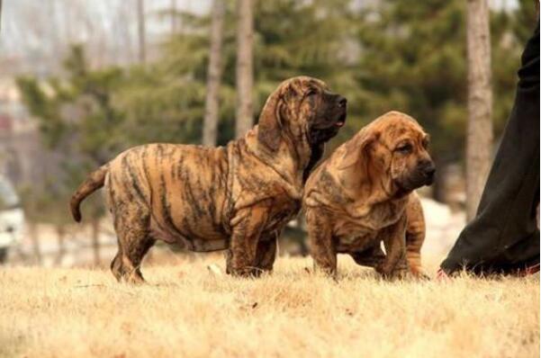 全球十大猛犬排行（比特犬每平方厘米80千克的强大咬合力）(10)