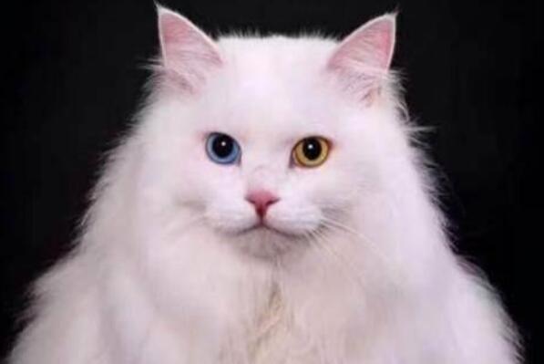 十大最常见的宠物猫品种（英国短毛猫具有温柔平静的性格）(3)