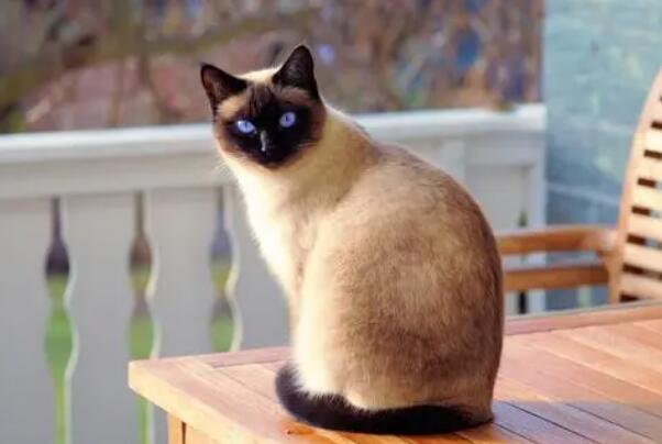 十大最常见的宠物猫品种（英国短毛猫具有温柔平静的性格）(4)