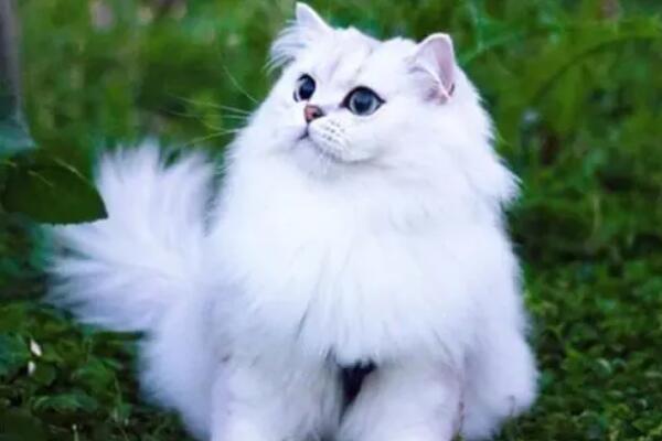 十大最常见的宠物猫品种（英国短毛猫具有温柔平静的性格）(6)