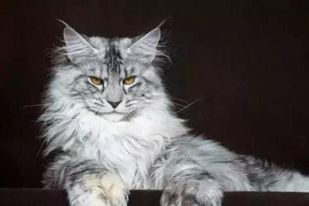十大最常见的宠物猫品种（英国短毛猫具有温柔平静的性格）(10)