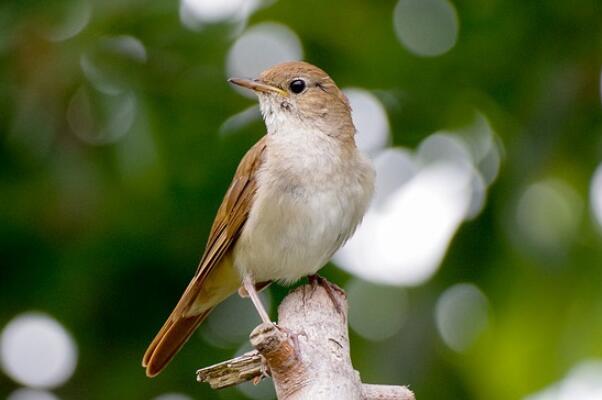 十大叫声最好听的鸟（百灵擅长学习许多鸟类和小动物们的声音）(4)