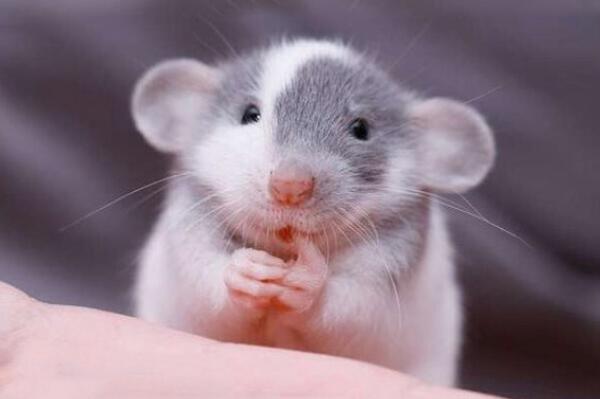 最好养最可爱的十种宠物鼠（花枝鼠爱干净的习性而备受喜欢）(2)