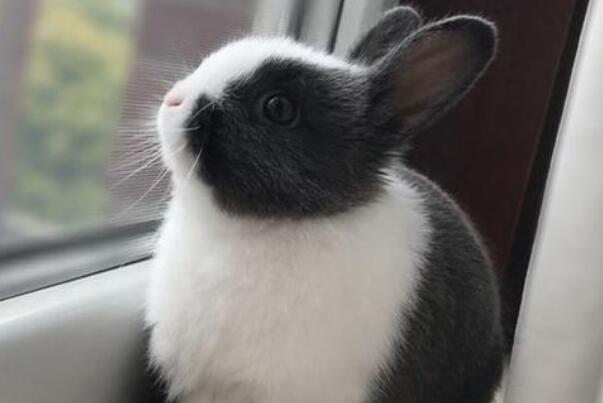 比较高级的宠物兔品种（海棠兔又被称为熊猫兔、荷达特兔）(3)