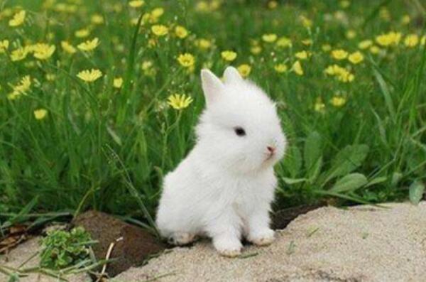 比较高级的宠物兔品种（海棠兔又被称为熊猫兔、荷达特兔）(4)