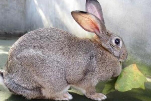 比较高级的宠物兔品种（海棠兔又被称为熊猫兔、荷达特兔）(5)
