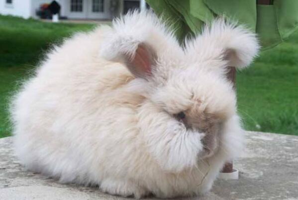 比较高级的宠物兔品种（海棠兔又被称为熊猫兔、荷达特兔）(7)