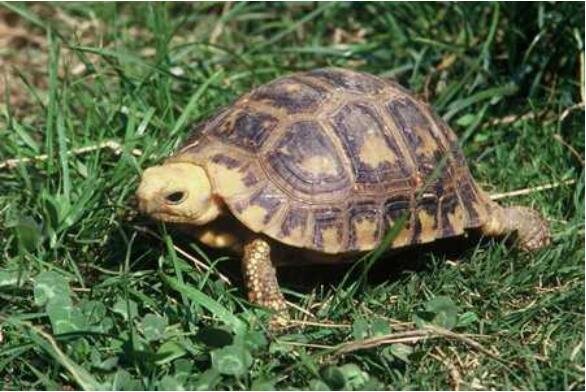 世界上最大的十种陆龟（辐射龟有着美丽花纹的珍稀龟类）(3)