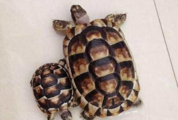 世界上最大的十种陆龟（辐射龟有着美丽花纹的珍稀龟类）(8)