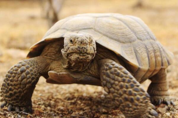 世界上最大的十种陆龟（辐射龟有着美丽花纹的珍稀龟类）(10)