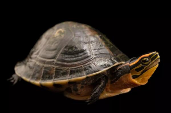 最受欢迎的十种宠物龟（枫叶龟有着浅橘色到深棕色不等的较大的体色变化）(4)
