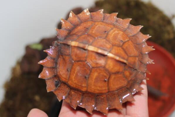 最受欢迎的十种宠物龟（枫叶龟有着浅橘色到深棕色不等的较大的体色变化）(5)