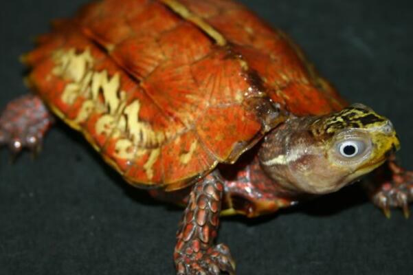 最受欢迎的十种宠物龟（枫叶龟有着浅橘色到深棕色不等的较大的体色变化）(6)