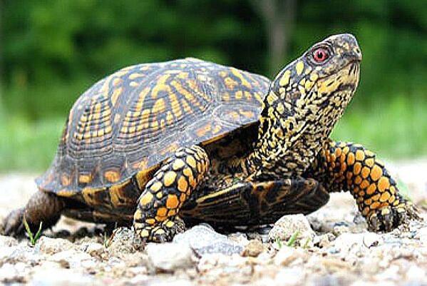 最受欢迎的十种宠物龟（枫叶龟有着浅橘色到深棕色不等的较大的体色变化）(7)