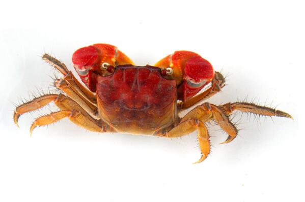 适合新手养的十大宠物螃蟹（红螯相手蟹是中国原生蟹的一种）(1)