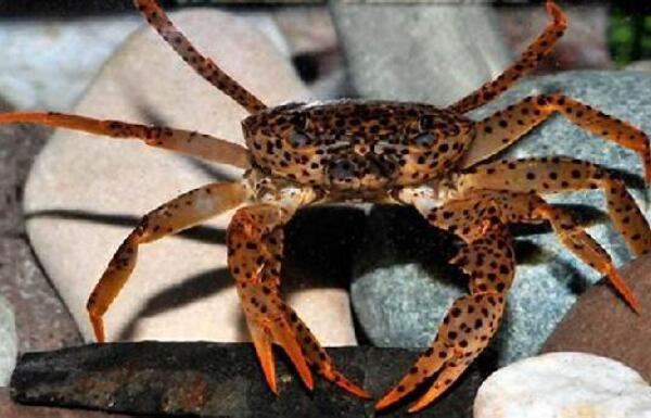 适合新手养的十大宠物螃蟹（红螯相手蟹是中国原生蟹的一种）(2)