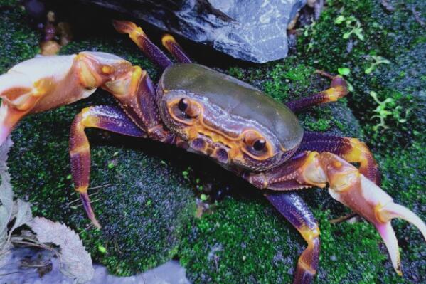 适合新手养的十大宠物螃蟹（红螯相手蟹是中国原生蟹的一种）(3)
