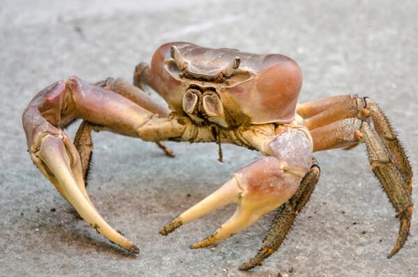 适合新手养的十大宠物螃蟹（红螯相手蟹是中国原生蟹的一种）(6)