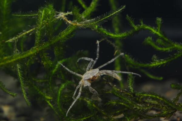适合新手养的十大宠物螃蟹（红螯相手蟹是中国原生蟹的一种）(8)