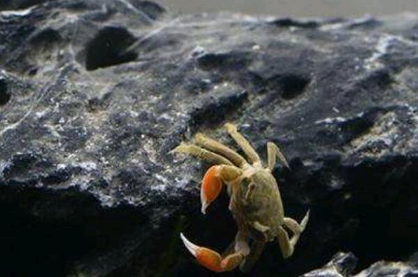 适合新手养的十大宠物螃蟹（红螯相手蟹是中国原生蟹的一种）(9)
