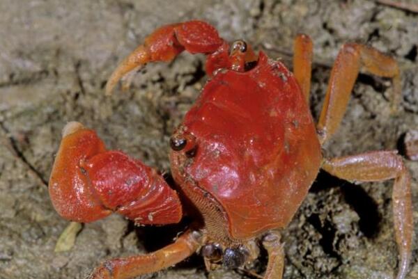 适合新手养的十大宠物螃蟹（红螯相手蟹是中国原生蟹的一种）(10)