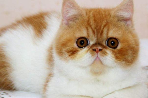最受欢迎的十种宠物猫（ 暹罗猫好奇心很强，比较善解人意）(2)