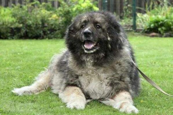 俄罗斯十大名犬（哈士奇原产于俄罗斯西伯利亚地区的一种古老犬种）