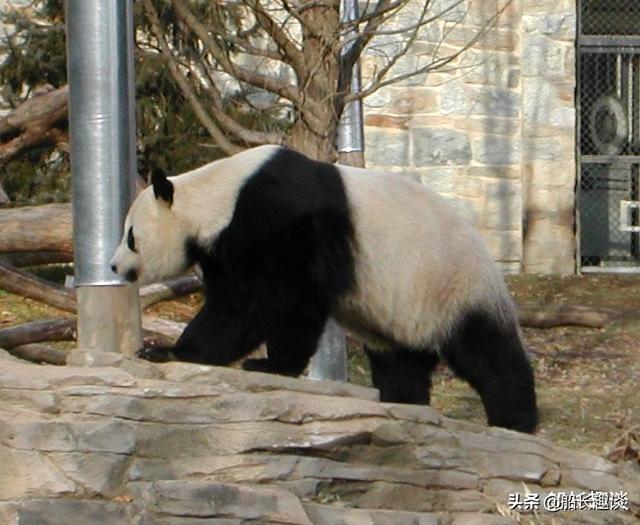 大熊猫的生活习性简介（大熊猫的生活习性是怎样的呢）