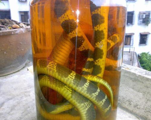 蛇酒的功效与作用(金环蛇酒的功效与作用)(3)