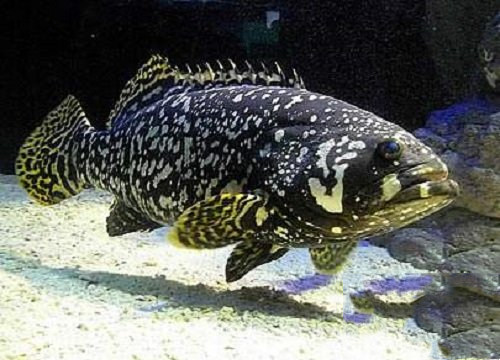 淡水石斑鱼的简介（淡水石斑鱼的体形特征）(4)