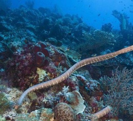 盘点世界上最毒的毒蛇（海蛇的毒是眼镜蛇毒性的八倍左右）