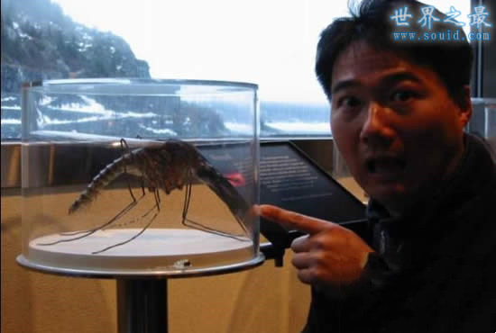 世界上最大的蚊子（长达0.4米的远古巨型蚊子）