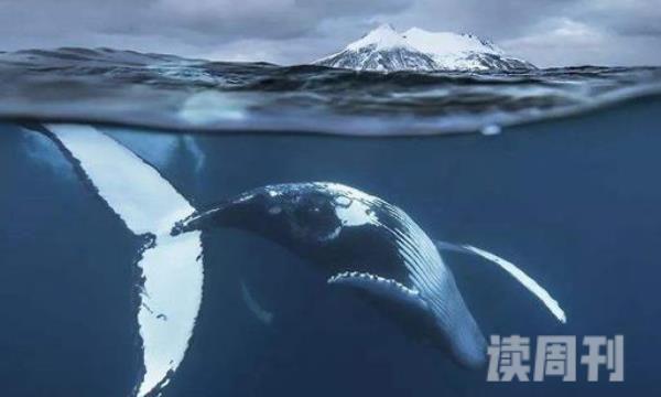 鲸落是鲸鱼自然死亡吗（鲸落怎么形成的）(3)